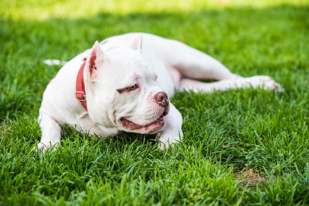 Amerikaanse bulldog ligt op groen gras