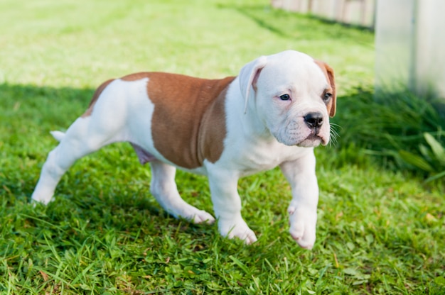 Amerikaanse Bulldog pup spelen in de natuur