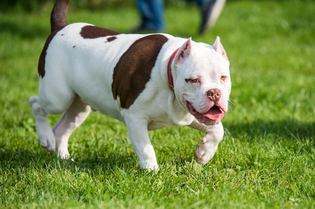 Amerikaanse bullebak puppy hond in beweging op gras