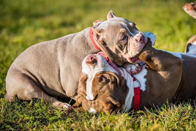 Amerikaanse bullebak puppy's honden spelen op de natuur