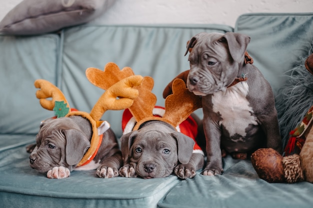 Amerikaanse bully-puppy's liggen voor kerstmis op de bank. pest puppy's in slimme hoeden.