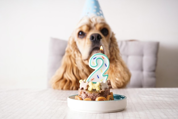 Amerikaanse Cocker Spaniel aan een tafel met vakantie traktatie hond verjaardag