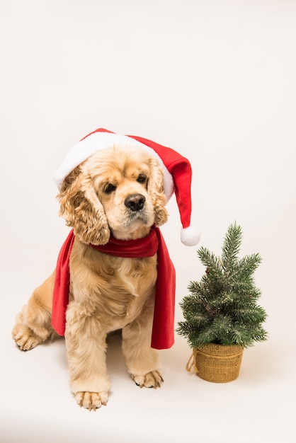 Amerikaanse cocker spaniel met kerstmuts