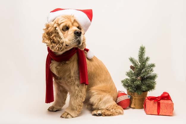 Amerikaanse cocker spaniel met kerstmuts