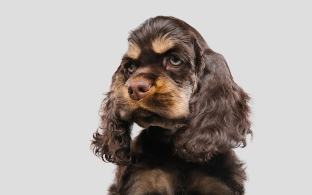 Amerikaanse cocker spaniel pup poseren. Schattig donkerbruin hondje of huisdier spelen op grijze achtergrond. Ziet er verzorgd en speels uit. Studiofoto-opname. Concept van beweging, beweging, actie. Kopieerruimte.