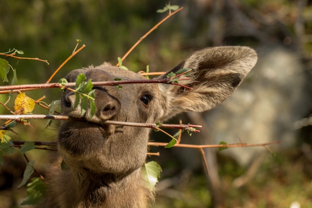 Amerikaanse elanden of Europese elanden Alces alces jonge kalf eet bladeren in het bos