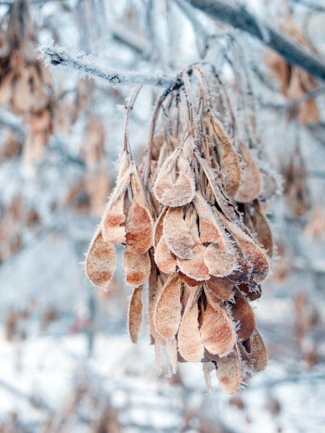 Amerikaanse esdoornzaden bedekt met vorst in de winter