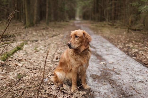 Amerikaanse Golden Retriever zittend in het midden van een naaldbos