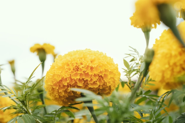 Amerikaanse goudsbloem (afrikaanse goudsbloem) in de natuur.