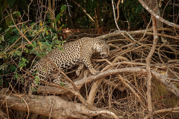 Amerikaanse jaguar in de natuurhabitat van de Zuid-Amerikaanse jungle