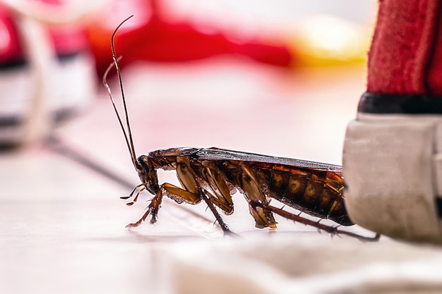 Amerikaanse kakkerlak Amerikaanse Periplaneta rommelige kinderkamer Pest concept binnenshuis ongediertebestrijding macrofotografie