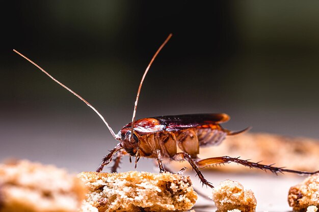 Amerikaanse kakkerlak die's nachts door het huis loopt en stukjes eten op de vloer eet.