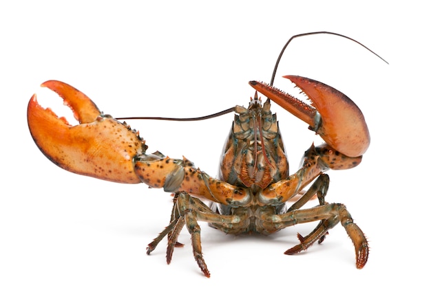 Amerikaanse kreeft, Homarus americanus,