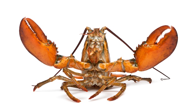 Amerikaanse kreeft, Homarus americanus,