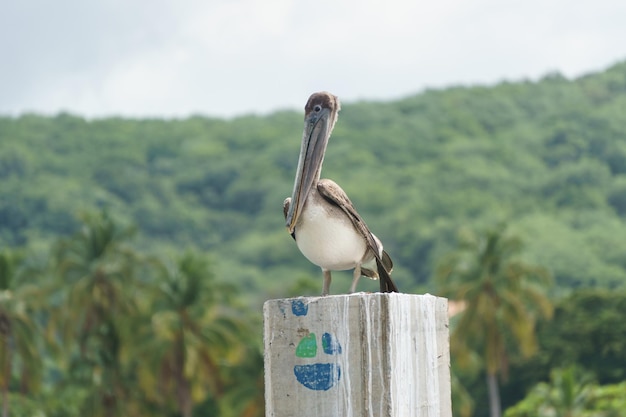 Amerikaanse pelikaan rust op post in Nicaragua