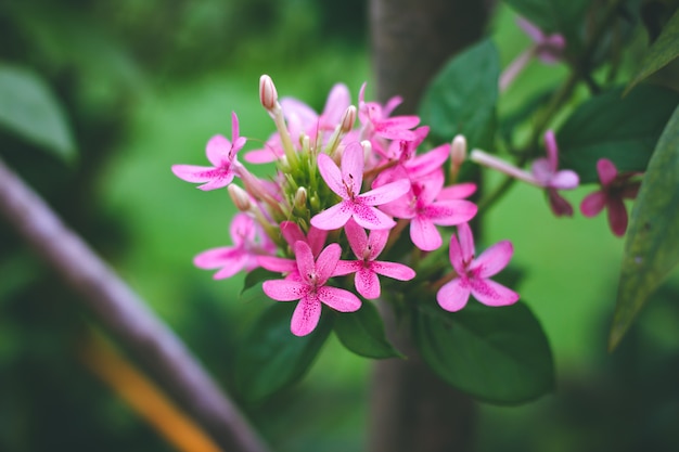 Amerikaanse schoonheidsbloem, Roze ruspolia.