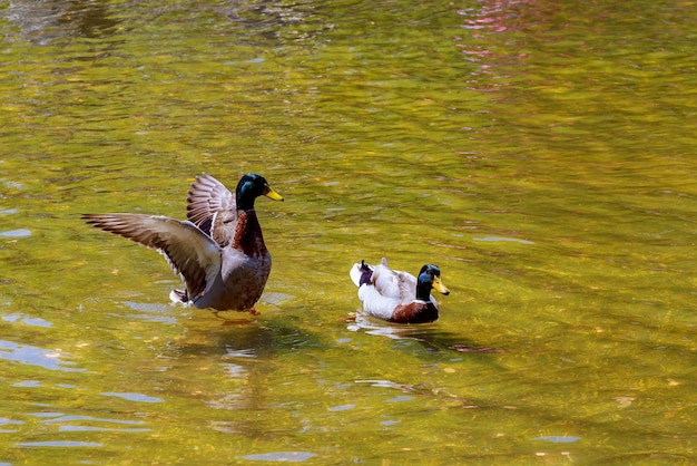 Amerikaanse smient mooie eend die de achtergrond van het natuurmeer zwemt