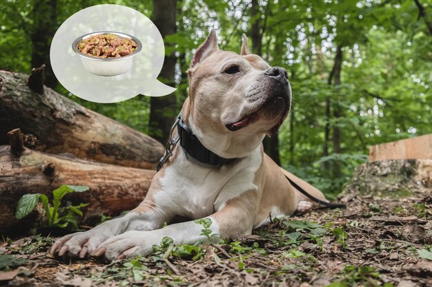 Amerikaanse Staffordshire-hond ligt op een bospad De hond droomt van een kom eten