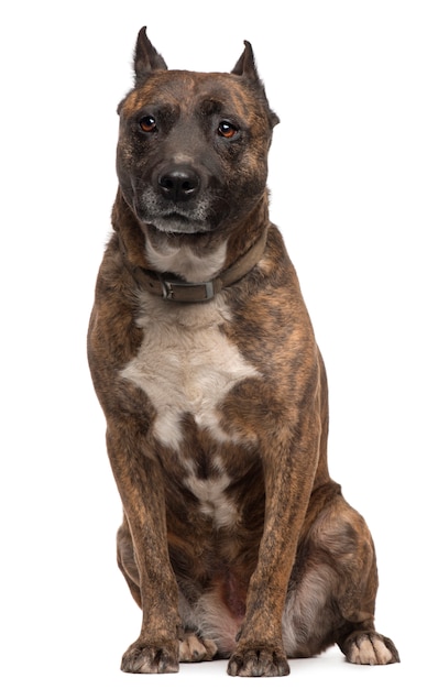 Amerikaanse Staffordshire Terrier-hond, 12 jaar oud, zittend