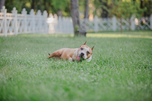 Amerikaanse Staffordshireterriër hond in de ochtend