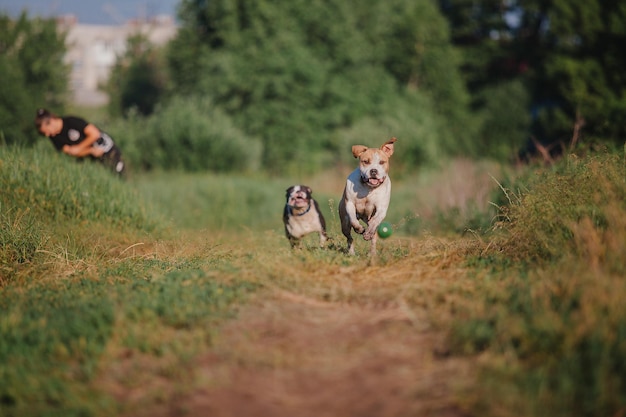 Amerikaanse Staffordshireterriër hond in de ochtend