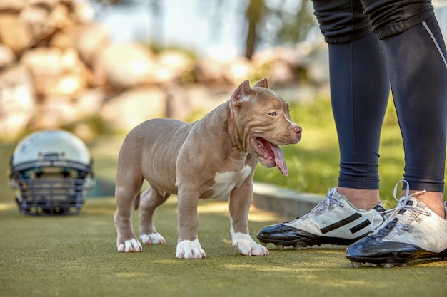 Foto amerikaanse voetbalster met hond het stellen op camera in een park.