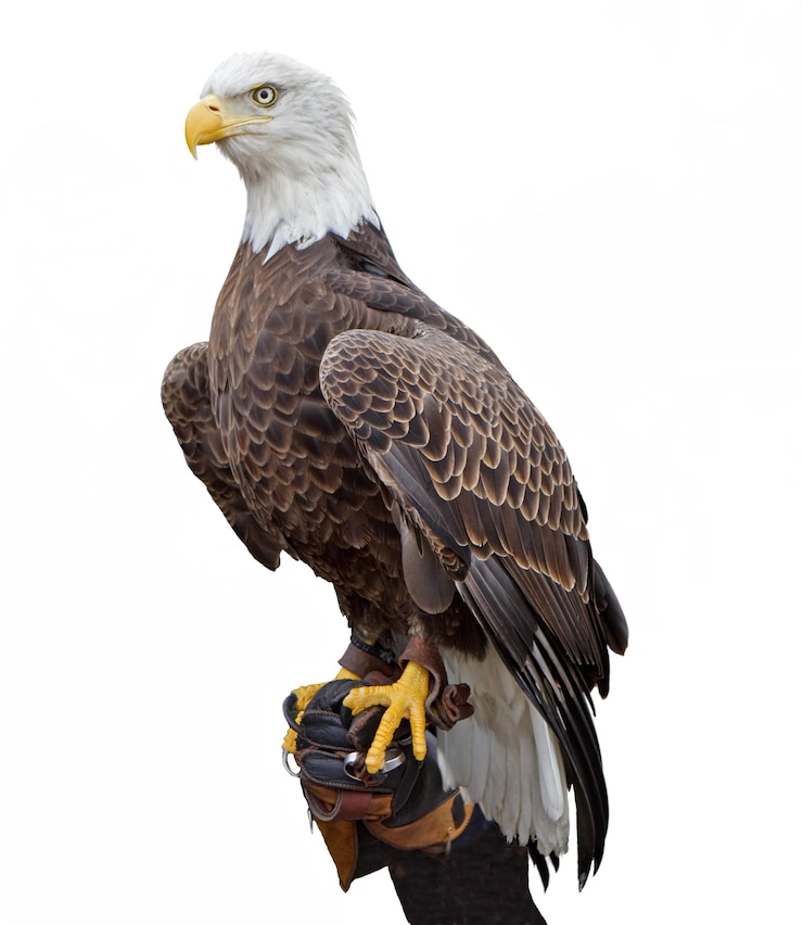 Foto amerikaanse zeearend