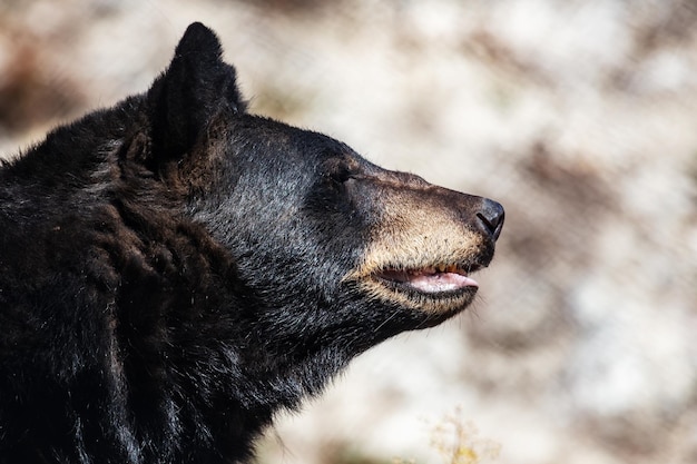 Amerikaanse zwarte beer Zoogdieren en zoogdieren Landwereld en fauna Wildlife en zoölogie