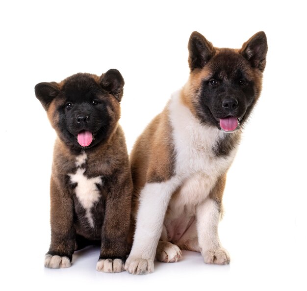 Amerikan akitas in front of white background