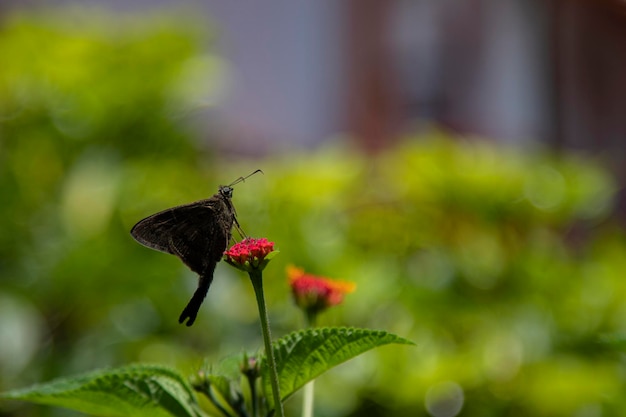 Photo amidst the spring blooms capture the captivating scene of a slightly tattered black butterfly delicately sipping nectar from a vibrant orange flower