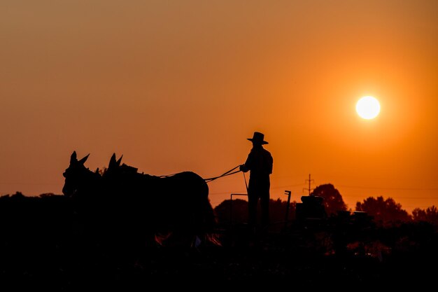 Photo amish while farming with horses at sunset