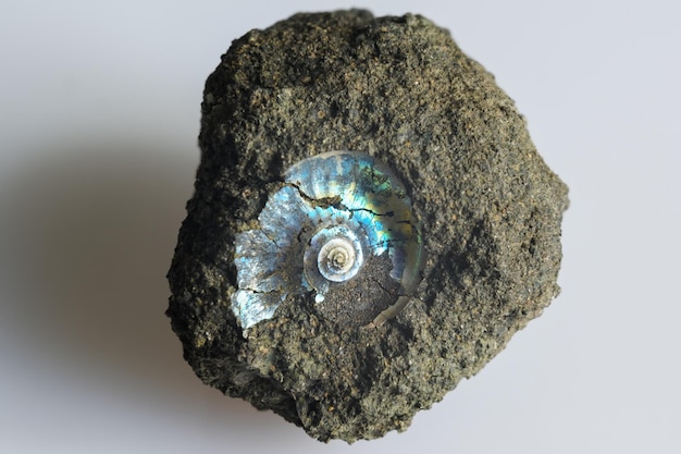 Ammonite fossil imprint on stone macro view of petrified prehistoric extinct animal