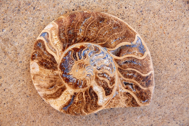 Photo ammonites fossil snail cut found in teruel