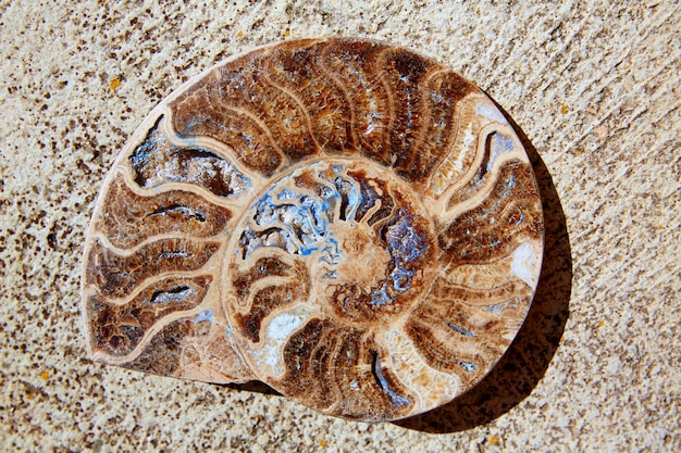 Ammonites fossil snail cut found in Teruel