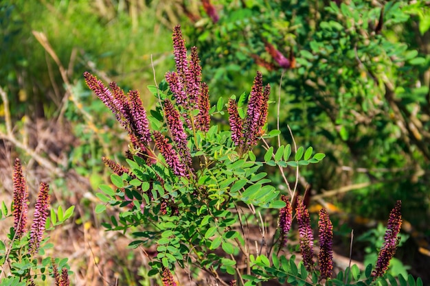 Amorpha fruticosa paars bloeiende plant bekend onder verschillende namen woestijn valse indigo valse indigobush en bastaard indigobush