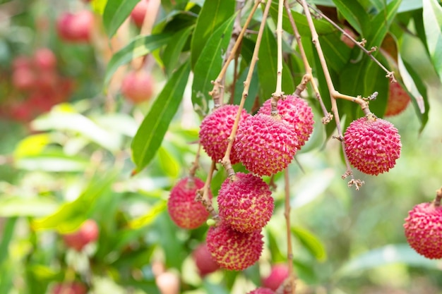 Amphawa lychees Lychees in the garden
