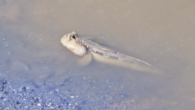 Photo amphibians in mangrove forests