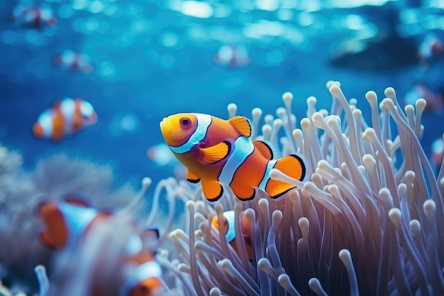 Amphiprion ocellaris clownfish and anemone in sea