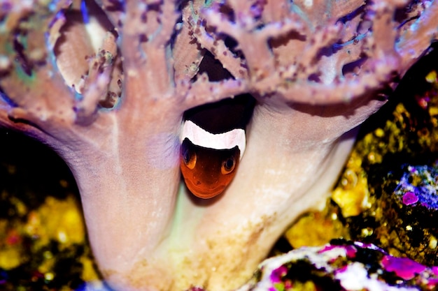 Amphiprion Ocellaris Clownfish - De meest populaire zoutwatervis voor koraalrifaquariums