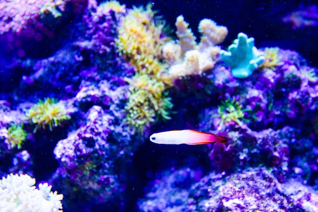 Amphiprion Ocellaris Clownfish In Marine Aquarium Clownfish zwemmen rond hun gastheer anemoon met blauw water achter Foto van een tropische vis op een koraalrif