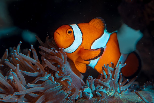 Рыба-клоун Amphiprion Ocellaris в морском аквариуме