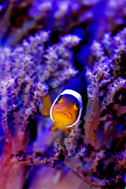 Photo amphiprion ocellaris clownfish - the most popular saltwater fish for coral reef aquarium tanks