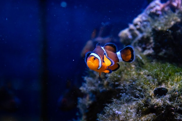 Amphiprion ocellaris vis