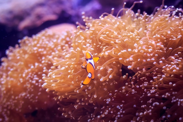 Amphiprion, Western clownfish 