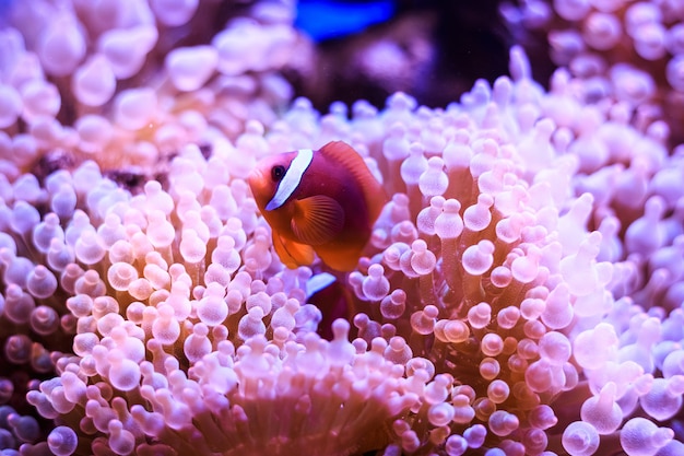 Amphiprion, Western clownfish 