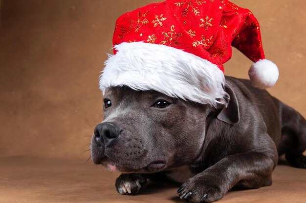 Amstaff dog lying down with red Santa Claus hat