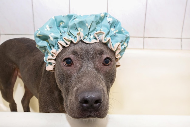 an Amstaff dog in a shower cap is standing in the bath