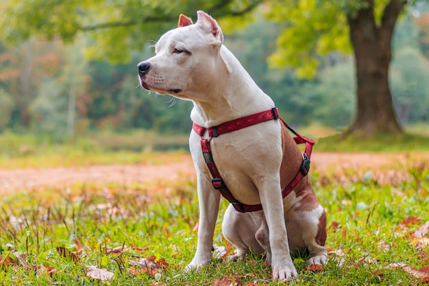 공원에서 산책에 Amstaff 개. 큰 개. 밝은 개. 밝은 색. 가정 애완 동물.