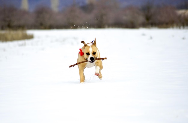 amstaff rashond die in de sneeuw loopt met een stuk hout in de mond