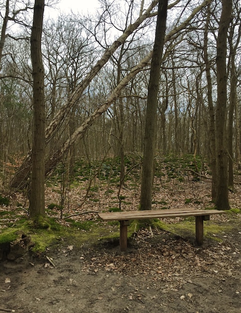 Amsterdam woods landscape in the winter